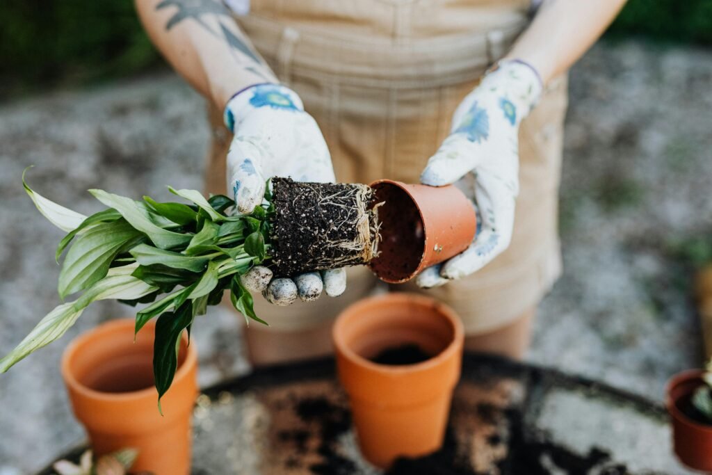 person gardening